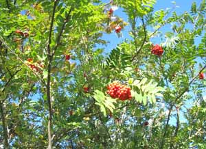 Rönnbär gillar jag